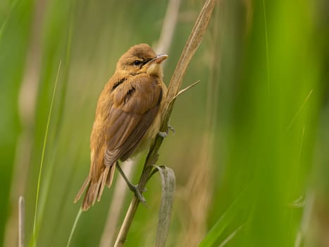 A Great Reed Warbler perched on a tree branch, blending in with the lush green background.