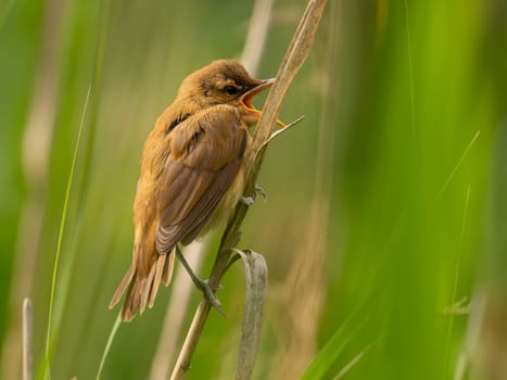 A Great Reed Warbler perched on a tree branch, blending in with the lush green background.