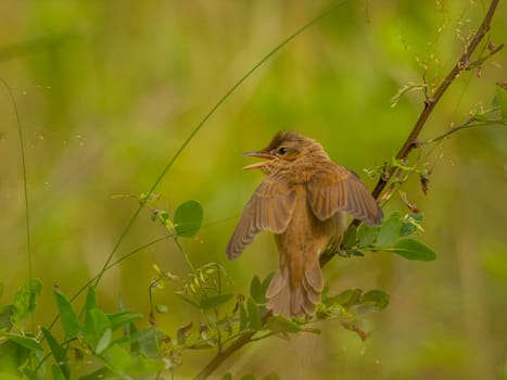 A Great Reed Warbler perched on a tree branch, blending in with the lush green background.