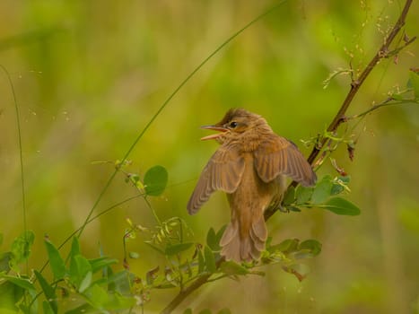 A Great Reed Warbler perched on a tree branch, blending in with the lush green background.