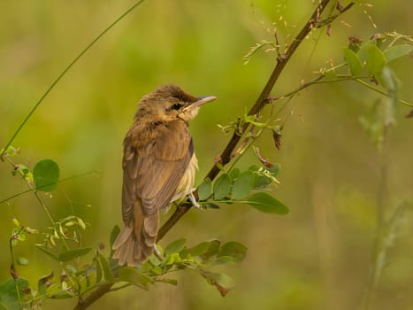 A Great Reed Warbler perched on a tree branch, blending in with the lush green background.