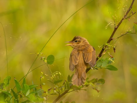 A Great Reed Warbler perched on a tree branch, blending in with the lush green background.