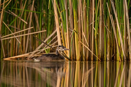 A Great Crested Grebe gracefully gliding on the tranquil water, with a backdrop of majestic trees.A Great Crested Grebe gracefully gliding on the tranquil water, with a backdrop of majestic trees.