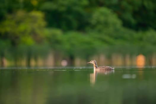 A Great Crested Grebe gracefully gliding on the tranquil water, with a backdrop of majestic trees.