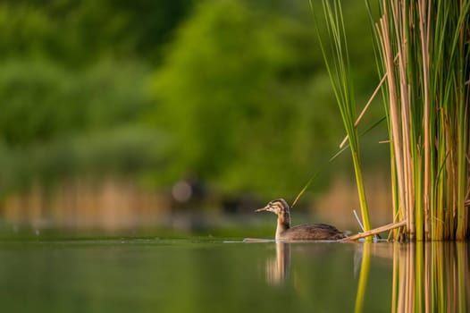 A Great Crested Grebe gracefully gliding on the tranquil water, with a backdrop of majestic trees.