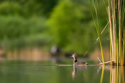 A Great Crested Grebe gracefully gliding on the tranquil water, with a backdrop of majestic trees.