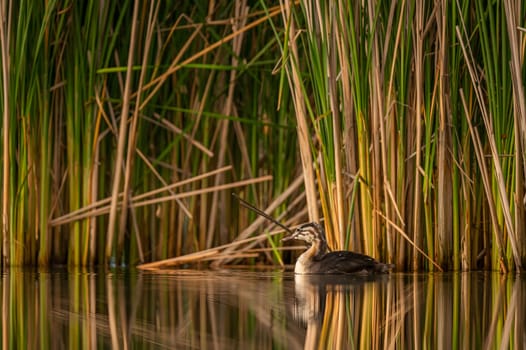 A Great Crested Grebe gracefully gliding on the tranquil water, with a backdrop of majestic trees.