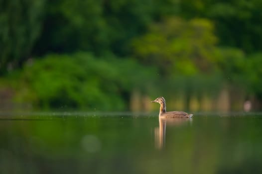 A Great Crested Grebe gracefully gliding on the tranquil water, with a backdrop of majestic trees.