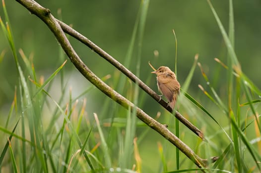 A Great Reed Warbler perched on a lush green branch, blending harmoniously with the surrounding foliage.