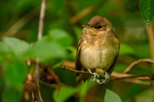 A Great Reed Warbler perched on a lush green branch, blending harmoniously with the surrounding foliage.