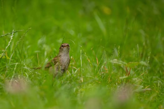 A Great Reed Warbler perched on the vibrant green grass, camouflaged amidst its natural surroundings.