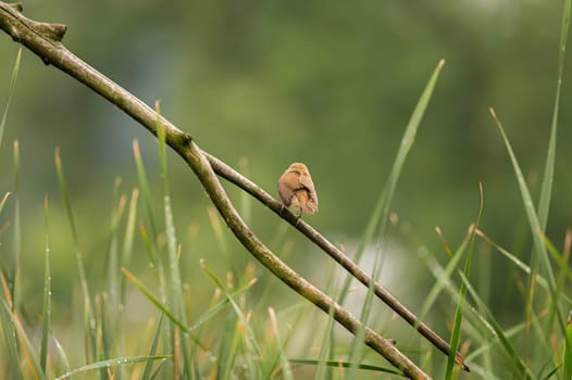 A Great Reed Warbler perched on a lush green branch, blending harmoniously with the surrounding foliage.