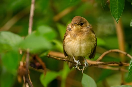 A Great Reed Warbler perched on a lush green branch, blending harmoniously with the surrounding foliage.