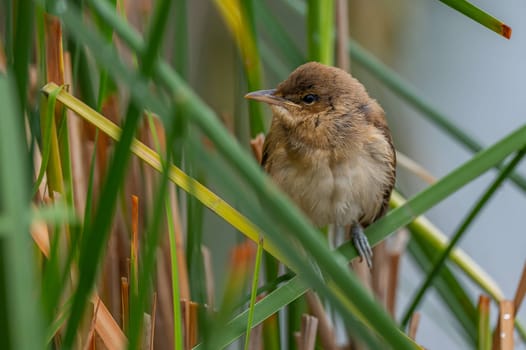 A Great Reed Warbler perched on the vibrant green grass, camouflaged amidst its natural surroundings.