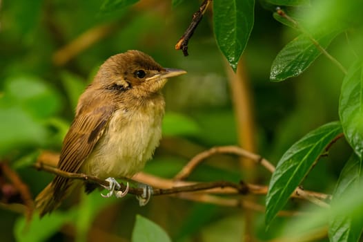 A Great Reed Warbler perched on a lush green branch, blending harmoniously with the surrounding foliage.