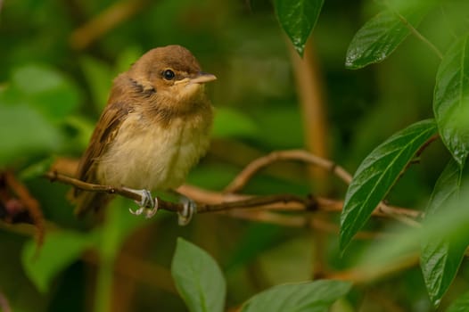 A Great Reed Warbler perched on a lush green branch, blending harmoniously with the surrounding foliage.