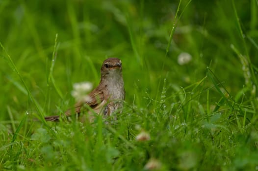 A Great Reed Warbler perched on the vibrant green grass, camouflaged amidst its natural surroundings.