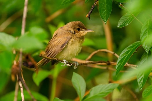 A Great Reed Warbler perched on a lush green branch, blending harmoniously with the surrounding foliage.