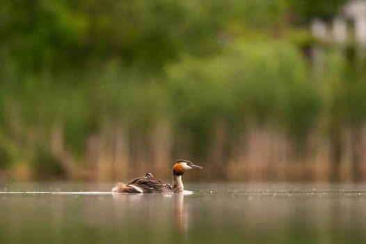 A majestic Great Crested Grebe gracefully gliding on the water, surrounded by lush greenery.