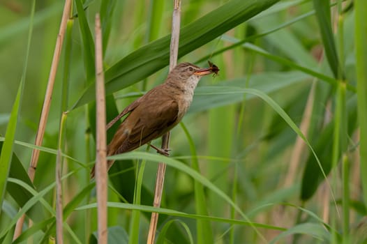 A skillful Great Reed Warbler perched on a reed stem, proudly holding a tasty worm in its beak. A testament to its hunting prowess.