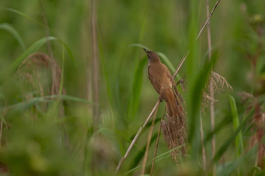 A Great Reed Warbler perched on a sturdy spigot, observing its surroundings with a keen eye. Its melodious song fills the air.