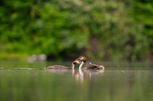 Two elegant Great Crested Grebes gracefully floating on the water, their reflections mirroring in the peaceful surroundings of lush vegetation.