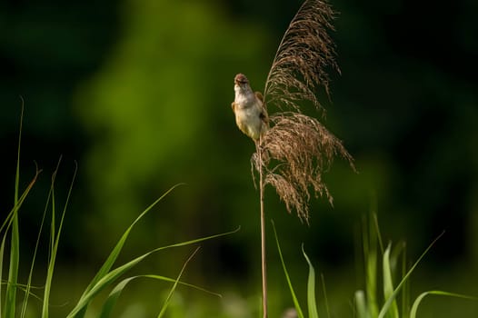 A Great Reed Warbler perched on a sturdy spigot, observing its surroundings with a keen eye. Its melodious song fills the air.