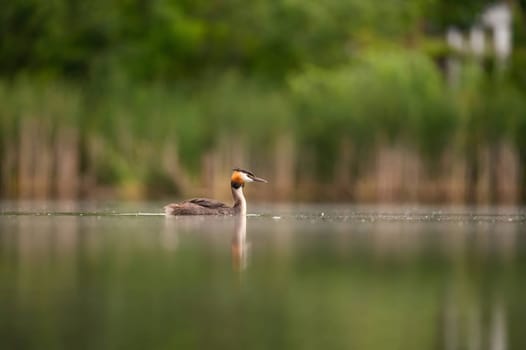 A majestic Great Crested Grebe gracefully gliding on the water, surrounded by lush greenery.