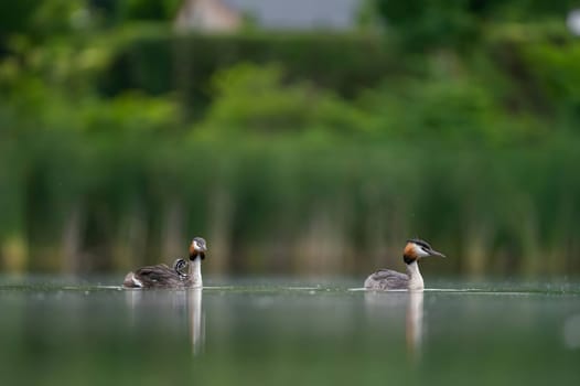 Two elegant Great Crested Grebes gracefully floating on the water, their reflections mirroring in the peaceful surroundings of lush vegetation.