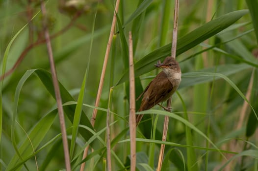 A skillful Great Reed Warbler perched on a reed stem, proudly holding a tasty worm in its beak. A testament to its hunting prowess.