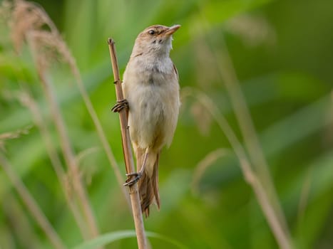 A Great Reed Warbler perched on a sturdy spigot, observing its surroundings with a keen eye. Its melodious song fills the air.