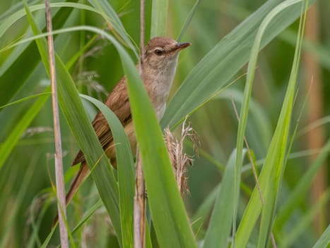 A Great Reed Warbler perched on a sturdy spigot, observing its surroundings with a keen eye. Its melodious song fills the air.