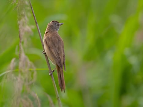 A Great Reed Warbler perched on a sturdy spigot, observing its surroundings with a keen eye. Its melodious song fills the air.