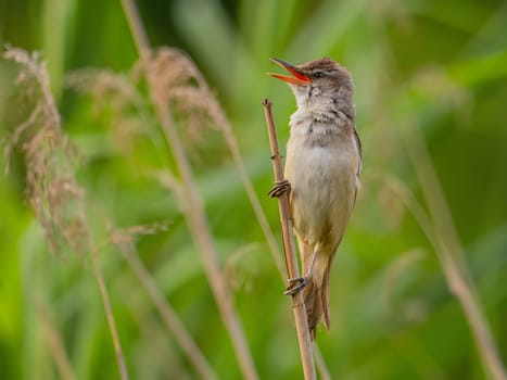 A Great Reed Warbler perched on a sturdy spigot, observing its surroundings with a keen eye. Its melodious song fills the air.