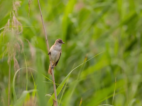 A Great Reed Warbler perched on a sturdy spigot, observing its surroundings with a keen eye. Its melodious song fills the air.