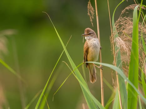 A Great Reed Warbler perched on a sturdy spigot, observing its surroundings with a keen eye. Its melodious song fills the air.