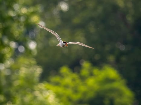 A Common Tern soaring gracefully through the sky, its wings outstretched and catching the wind. A symbol of freedom and agility.