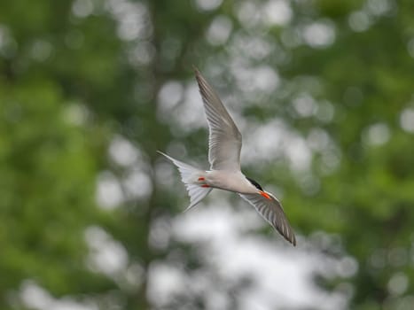 A Common Tern soaring gracefully through the sky, its wings outstretched and catching the wind. A symbol of freedom and agility.