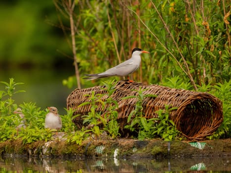 Common Terns nurturing their young on the breeding ground, a beautiful scene of parental care and protection.