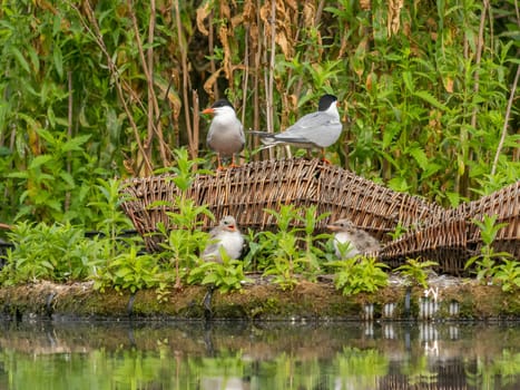 Common Terns nurturing their young on the breeding ground, a beautiful scene of parental care and protection.