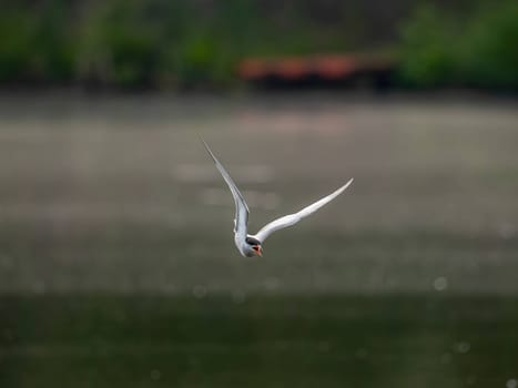 A Common Tern gracefully gliding through the air above the shimmering water, its wings outstretched as it searches for its next meal.
