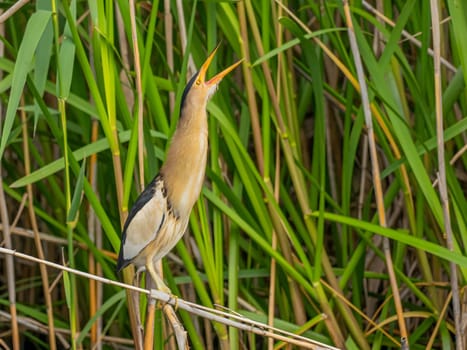 Little Bittern perched on a reed stem near the water, blending seamlessly with the surrounding greenery, showcasing its natural camouflage