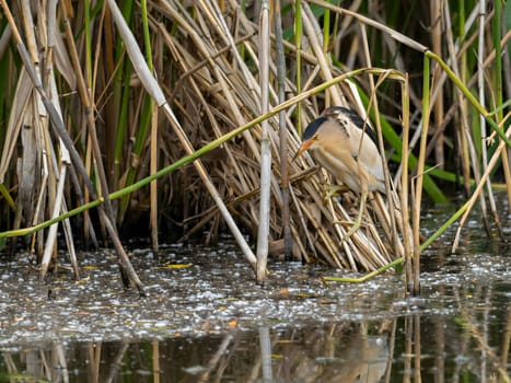 Little Bittern perched on a reed stem near the water, blending seamlessly with the surrounding greenery, showcasing its natural camouflage