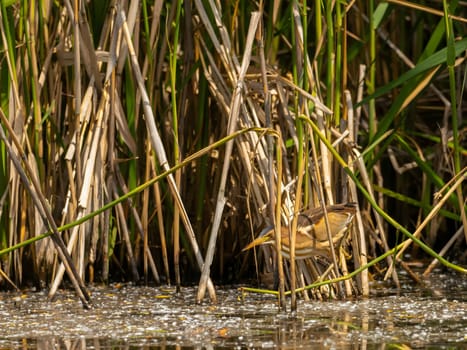 Little Bittern perched on a reed stem near the water, blending seamlessly with the surrounding greenery, showcasing its natural camouflage