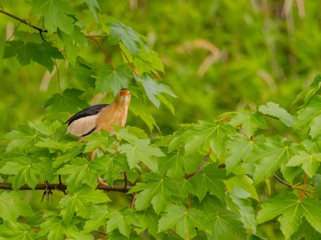 Little Bittern perched on a branch, its vibrant feathers beautifully contrasting against the lush green maple leaves.