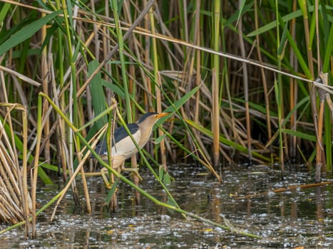 Little Bittern perched on a reed stem near the water, blending seamlessly with the surrounding greenery, showcasing its natural camouflage