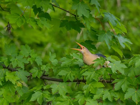 Little Bittern perched on a branch, its vibrant feathers beautifully contrasting against the lush green maple leaves.