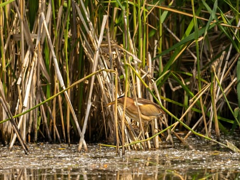 Little Bittern perched on a reed stem near the water, blending seamlessly with the surrounding greenery, showcasing its natural camouflage