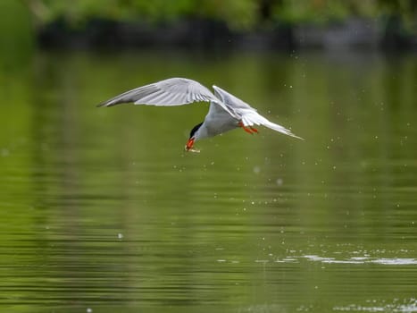 Common Tern in flight, gracefully capturing a fish in its beak.