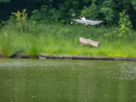 A Common Tern gracefully gliding through the air above the shimmering water, its wings outstretched as it searches for its next meal.